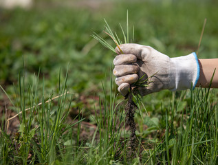 Spring weeding in the garden, the gardener pulling out the weed carefully in white garderning gloves