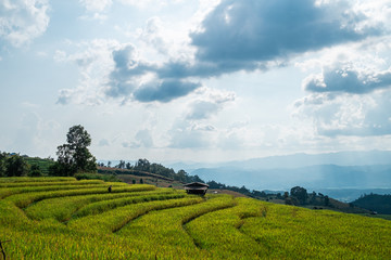 Rice terraces of hill tribe people in Mae Chaem District Chiang Mai is becoming golden, looks refreshing and relaxed.