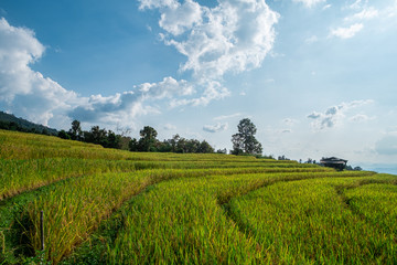 Rice terraces of hill tribe people in Mae Chaem District Chiang Mai is becoming golden, looks refreshing and relaxed.