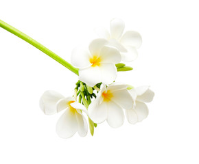 Fototapeta na wymiar White Plumeria flowers (Frangipani), Fragrant white flower blooming on branch, isolated on white background, with clipping path 