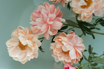 pink and white peonies in the water