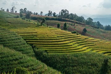 Rice terraces of hill tribe people in Mae Chaem District Chiang Mai is becoming golden, looks refreshing and relaxed.