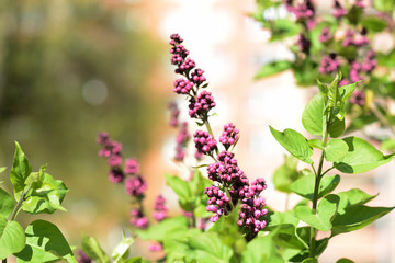 Obraz premium Buds of lilac flowers close-up lit by the bright sun on a spring day. Natural background