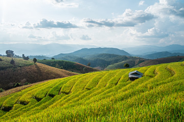 Rice terraces of hill tribe people in Mae Chaem District Chiang Mai is becoming golden, looks refreshing and relaxed.