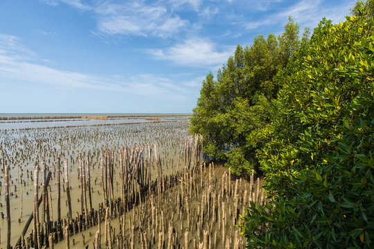Mangrove forest plant in the coastal area and bamboo walls for slow down the sea waves with blue sky on a sunny day, mangrove forest in Thailand, Save the environment.