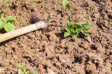 Garden tools in the garden. Agricultural concept.