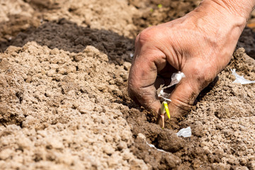 Hands of an elderly woman plant seeds on a farm on a spring day