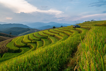 Rice terraces of hill tribe people in Mae Chaem District Chiang Mai is becoming golden, looks refreshing and relaxed.