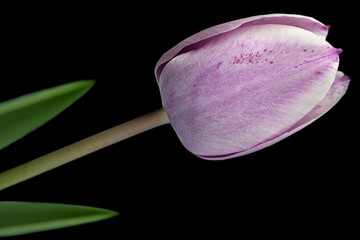 Purple tulip flower closeup