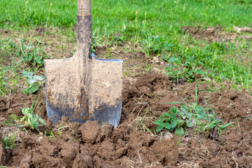 Shovel in the garden close-up. Agricultural concept.
