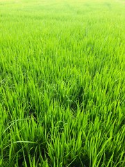 Rural paddy field , kurunegala , sri lanka