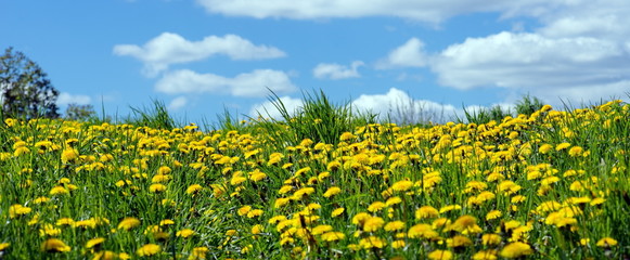 field of yellow dandelions .Taraxacum officinale
