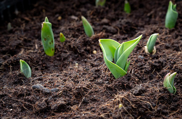 tullips