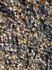 Sea shells and coral close up on a beach. 
