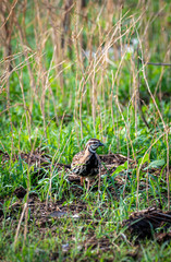 The Rain Quail find  feeds in grasses field in Thailand. (Coturnix coromandelica)