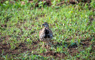 The Rain Quail find  feeds in grasses field in Thailand. (Coturnix coromandelica)