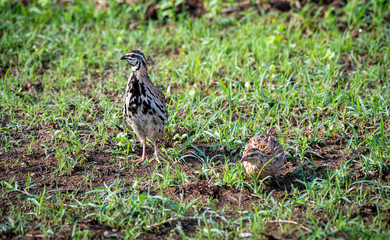 The Rain Quail find  feeds in grasses field in Thailand. (Coturnix coromandelica)