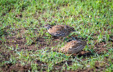 The Rain Quail find  feeds in grasses field in Thailand. (Coturnix coromandelica)