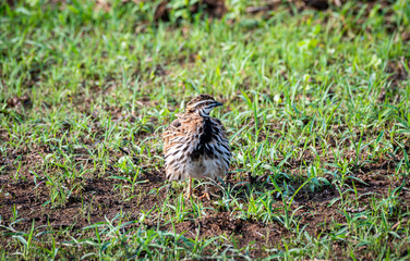 The Rain Quail find  feeds in grasses field in Thailand. (Coturnix coromandelica)
