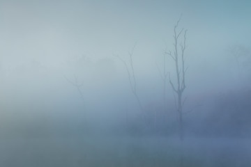 Dead tree in the mist over pond , mysterious place