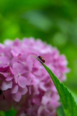 ladybug on green leaf