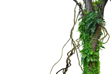 Forest tree trunks with tropical foliage plants, forming a frame in nature, isolated on a white...
