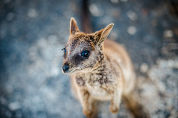 ロックワラビー - Rock wallaby in Cairns, QLD, Australia