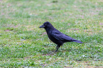 Crow walking on the grass