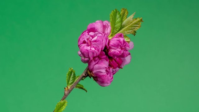 A timelapse of the prunus blossoms (Prunus serrulata Rosaceae). A close up of the cherry isolated on green.