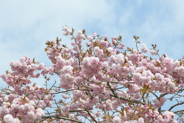 桜の花