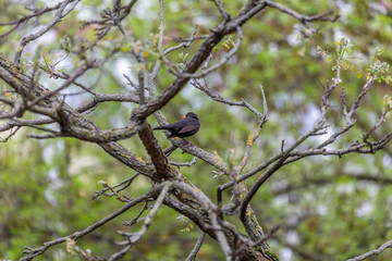 Black bird on the tree