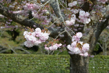 桜の花