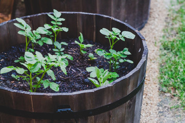 potato plants outdoor in pots in sunny backyard shot