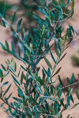 olive plant outdoor in sunny backyard