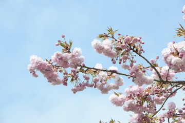 桜の花