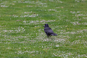 Crow walking on the grass