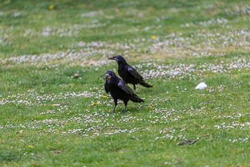Crow walking on the grass