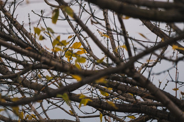 autumn trees with semi bare branches and a few autumn leaves left