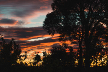 pink sunrise with beautiful clouds among gum trees shot in a backyard in Tasmania