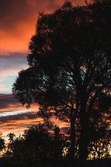 Fototapeta na wymiar pink sunrise with beautiful clouds among gum trees shot in a backyard in Tasmania