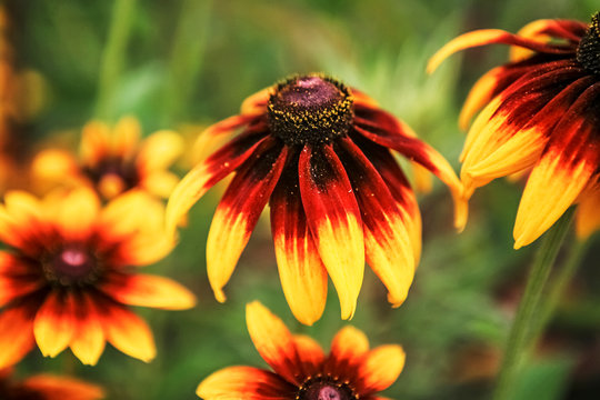 Close-up Of Yellow Coneflower