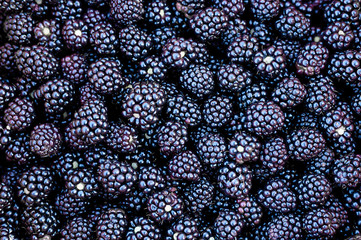 blackberry harvest ripe wild berry as background