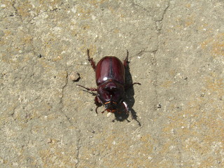 The rhinoceros beetle goes about its business.
