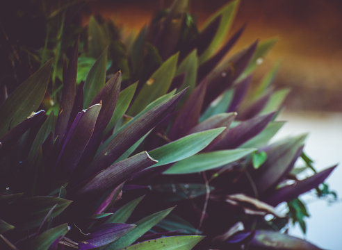 purple maguey close up
