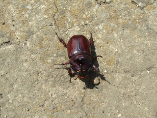 The rhinoceros beetle goes about its business.