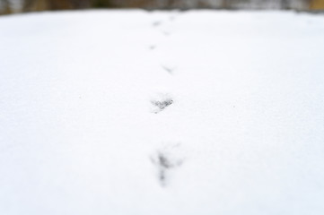 bird tracks on the snow surface