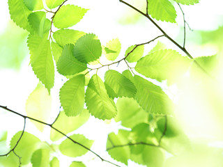新緑のケヤキの葉