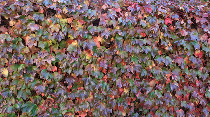 Climbing grape plant with red ivy leaves in fall on the old brick wall. Autumn seasonal texture