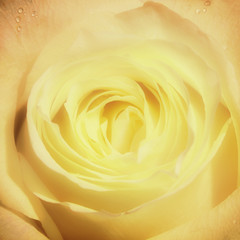 Delicate rose close up shot