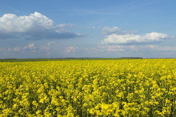 Fototapeta premium A blooming rapeseed field, many yellow flowers, white large clouds and a blue sky.
